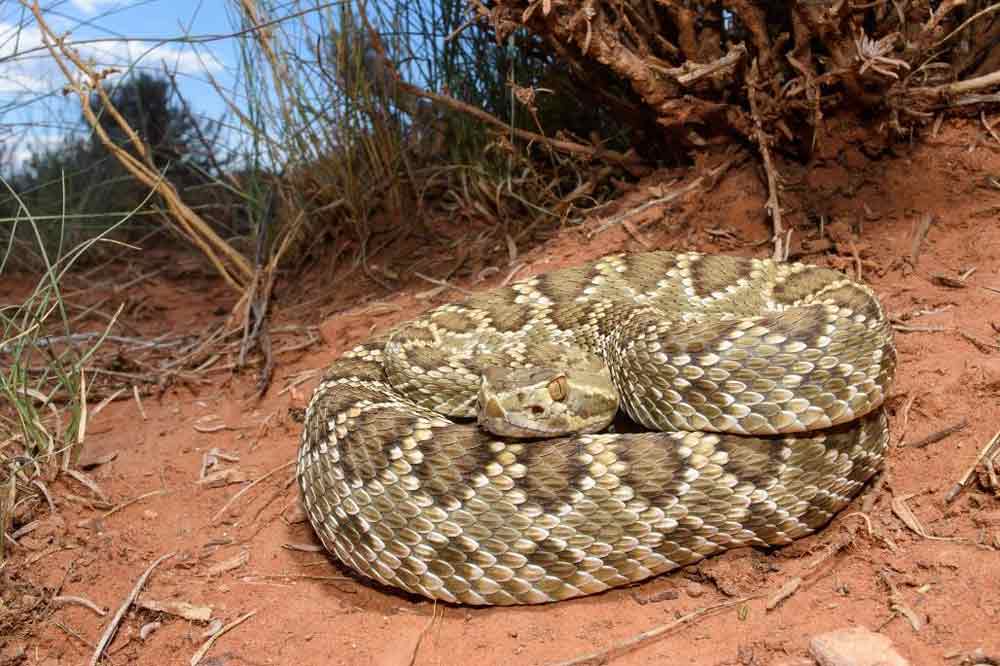 What To Do If Bit By A Rattlesnake