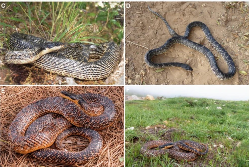 New Southern Levant Rat Snake Species of the genus Elaphe Described
