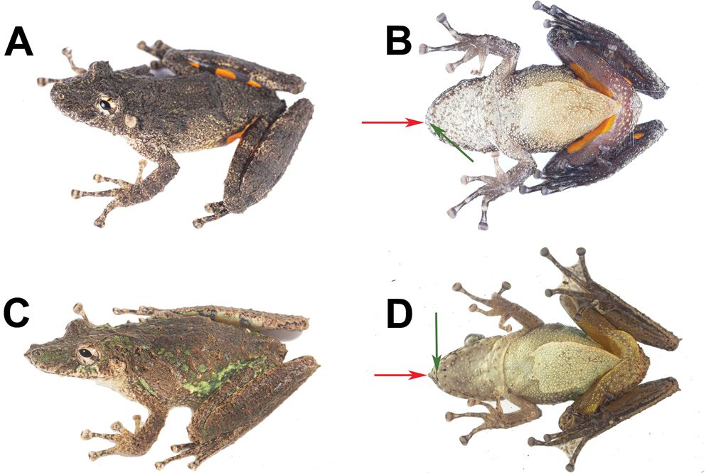 New Treefrog Species Of the Genus Scinax Discovered In Peru