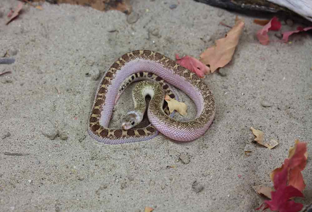 Patternless California Snakes