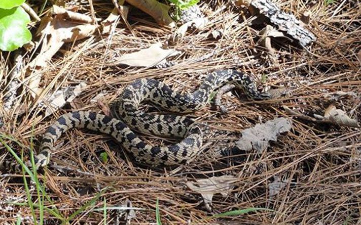 55 Louisiana Pine Snakes Released In Louisiana’s Kisatchie National Forest