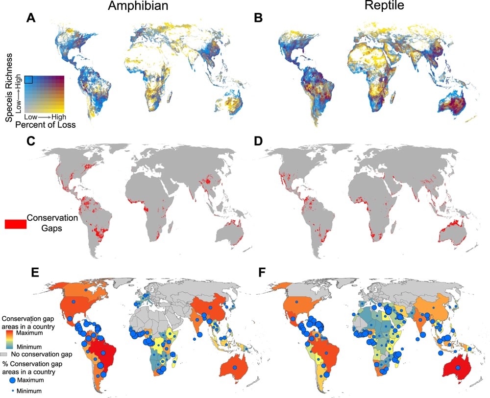 climate change models for reptiles and amphibians