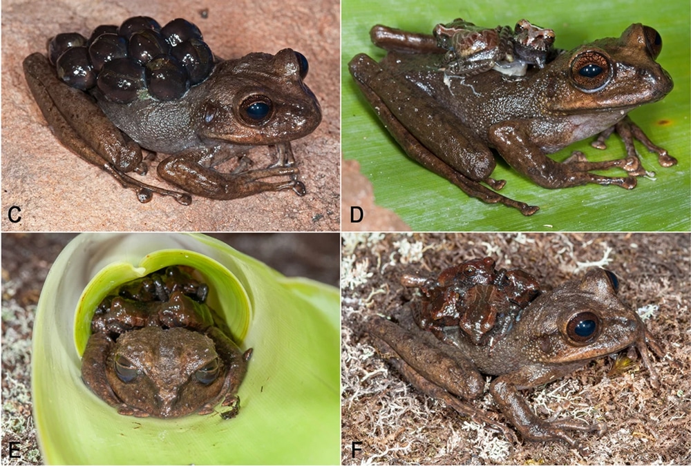 New Stefania Genus Frog Species Described