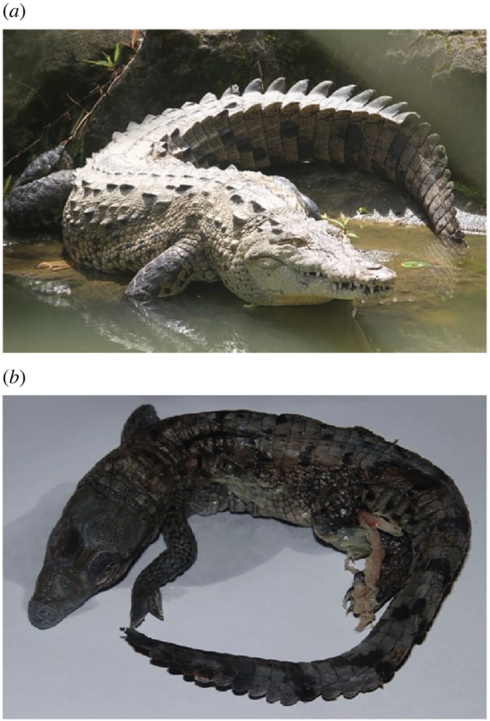 American crocodile parthenogenesis