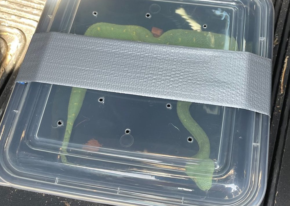Man Charged With Selling Venomous Snake In Maryland