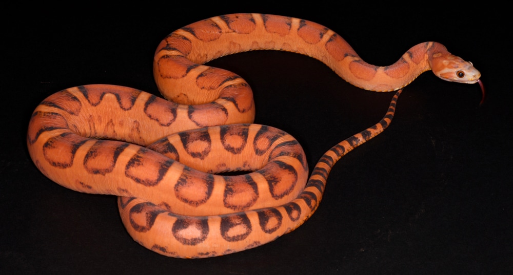 Researchers Hatch Out First Gene-Edited Corn Snake Using CRISPR-Cas9