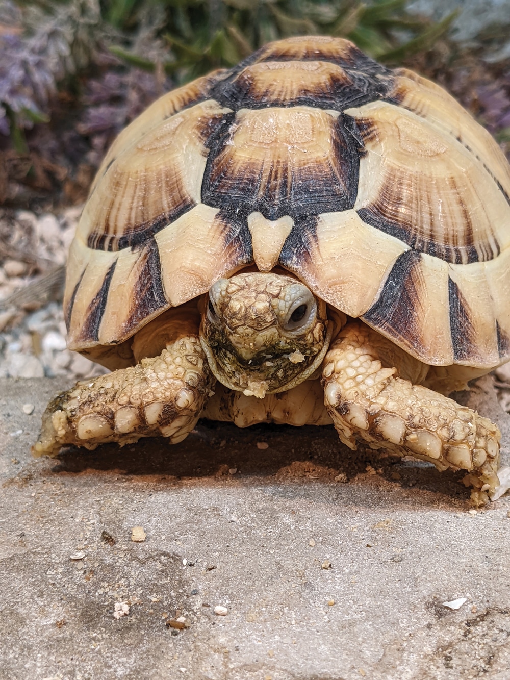 The Egyptian Tortoise, <em>Testudo kleinmanni</em> in Captivity