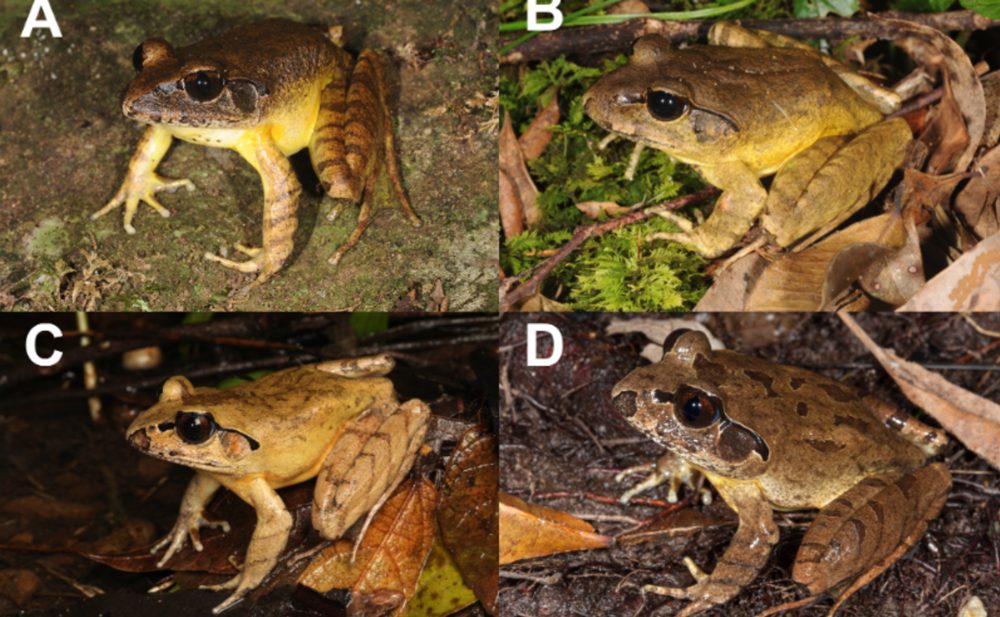 Researchers Discover Australian Barred Frog Species In New South Wales
