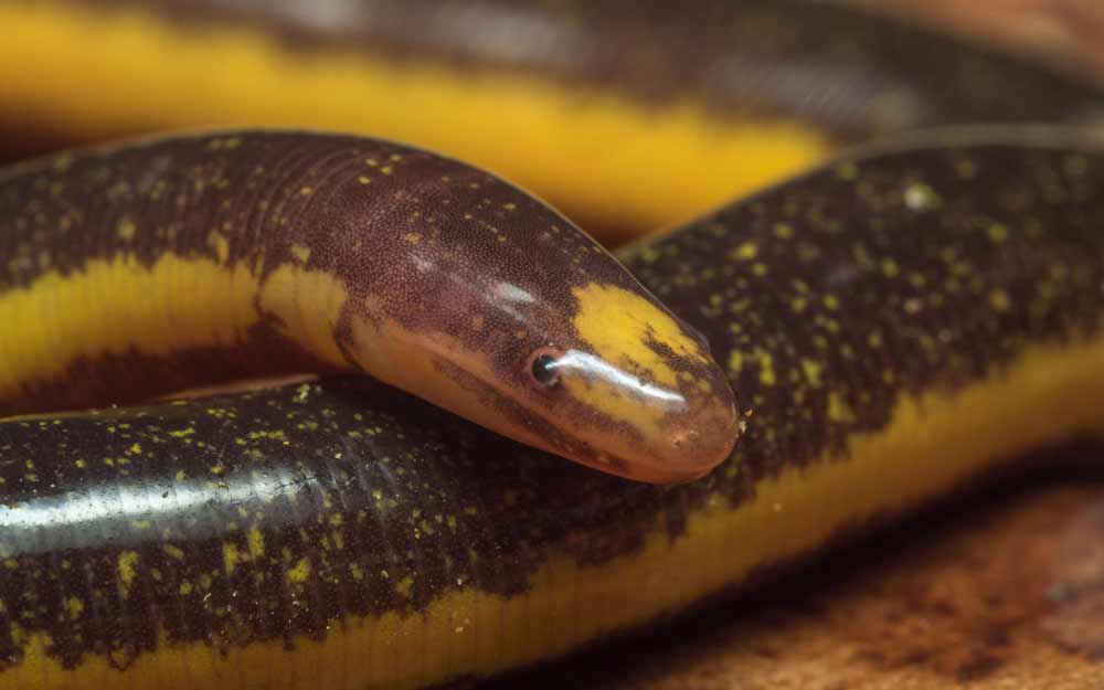 Caecilians Have Developed Resistance to Neurotoxic Elapid Snake Venoms