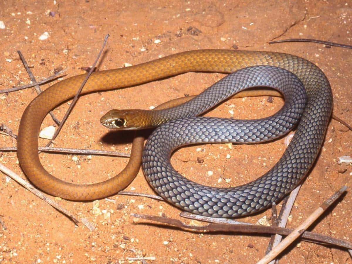 New Venomous Snake Species Discovered In Australia