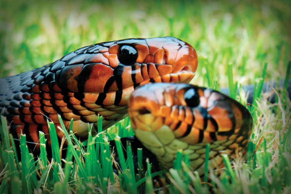 Eastern Indigo Snake Care Sheet