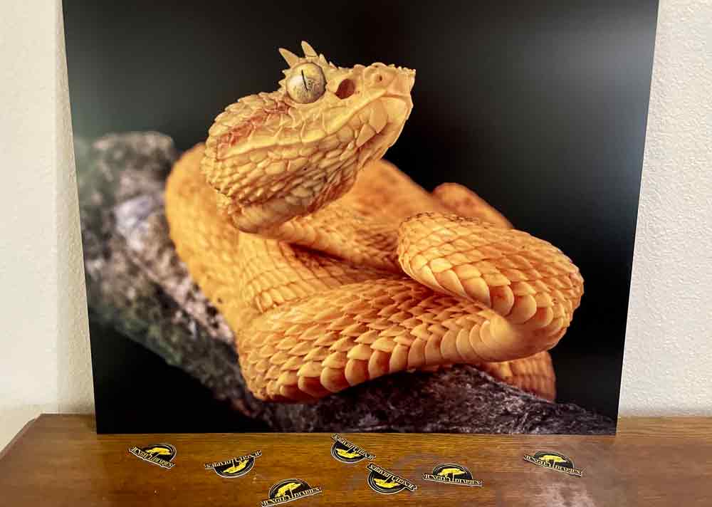 USARK Auction and Reptile Super Show Los Angeles August 12 to 13