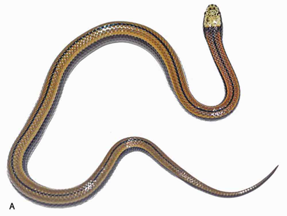 <em>Paikwaophis kruki</em>, A New Snake Species From Guyana Described