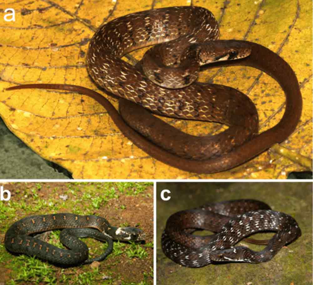 Sahyadriophis snake genus