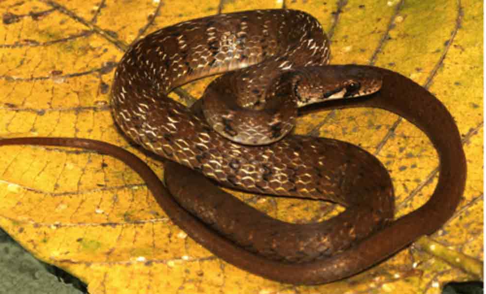 New Sahyadriophis Genus Created For New Snake Species