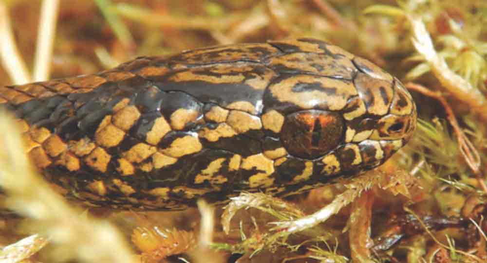 New Snake Species Discovered In Peru named After Harrison Ford