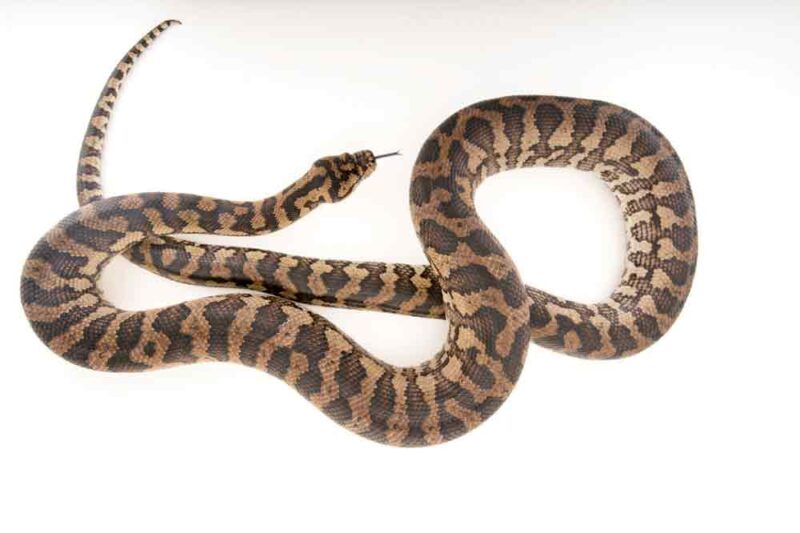 Parasitic Round Worm Common In Carpet Pythons Removed From Australian ...