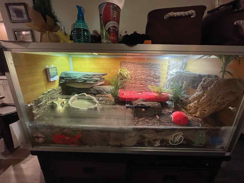Choosing The Right Reptile Substrate