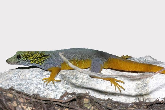 Psychedelic Rock Gecko, Other Reptiles Native To Vietnam Need Protections, Study Says