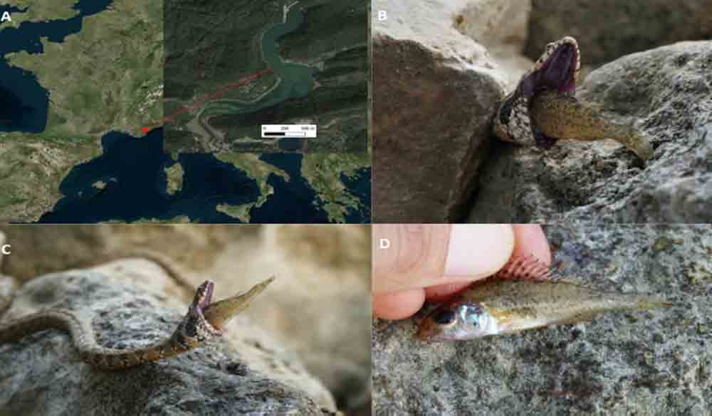 Herpetologist Records Failed <em> Natrix maura</em> Snake Predation Event of Invasive Fish Species