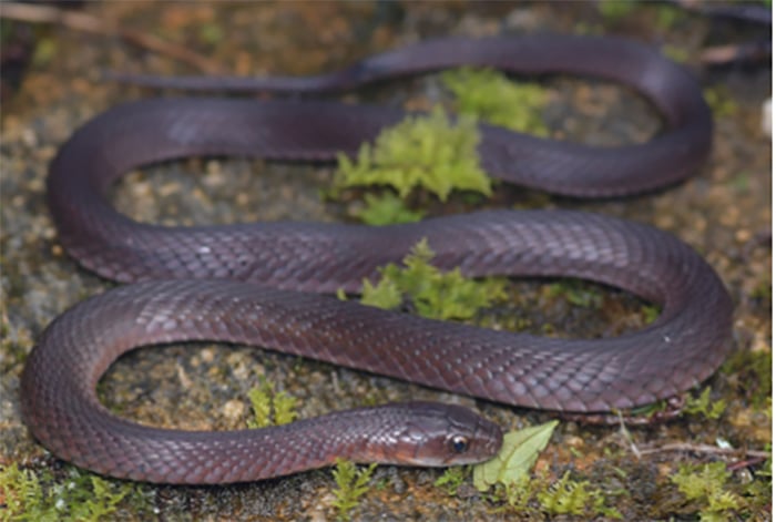 New Venomous Keelback Snake Species Discovered in Vietnam