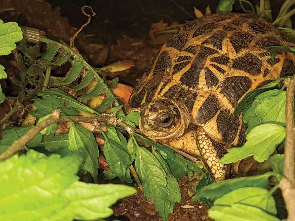 spider tortoise