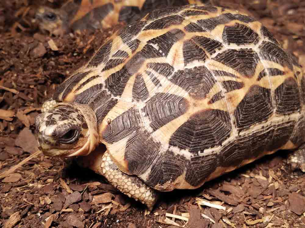 Spider tortoise