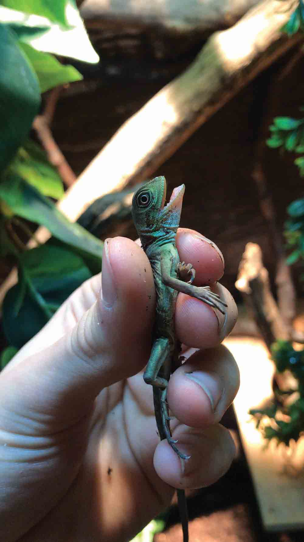 indochinese water dragon