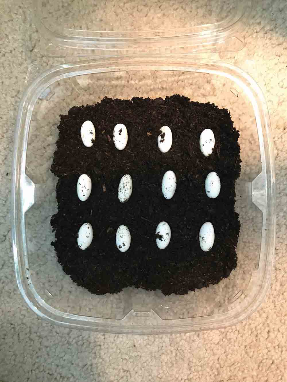 Chinese water dragon eggs