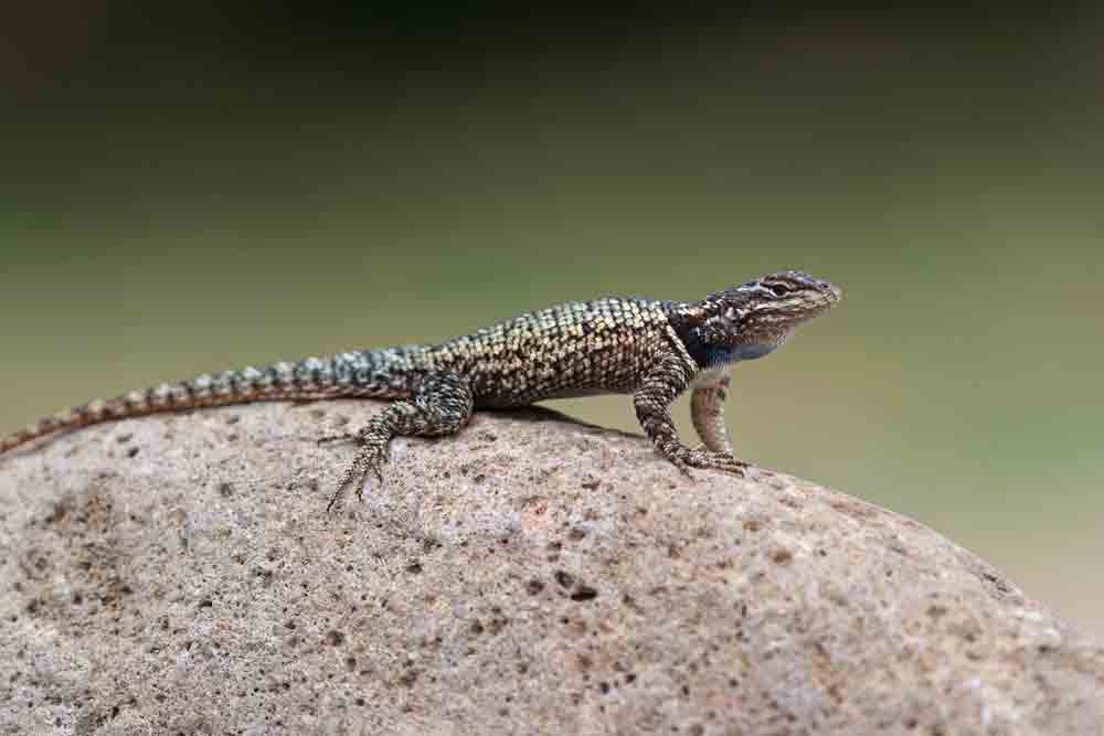 Arizona’s Yarrow’s Spiny Lizard Faces Extinction Due To Climate Change, Study Says