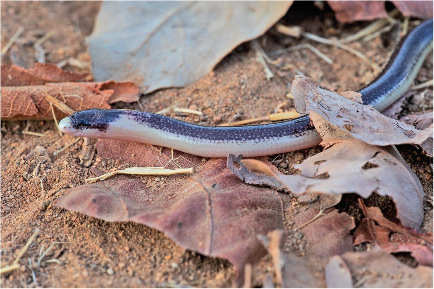 New Species of Legless Skink Discovered in Africa