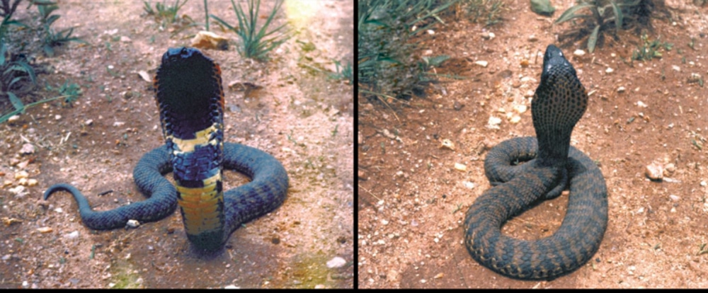 Rinkhal's Spitting Cobra, Hemachatus haemachatus; Sani Pass…