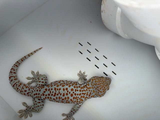 tokay gecko normal