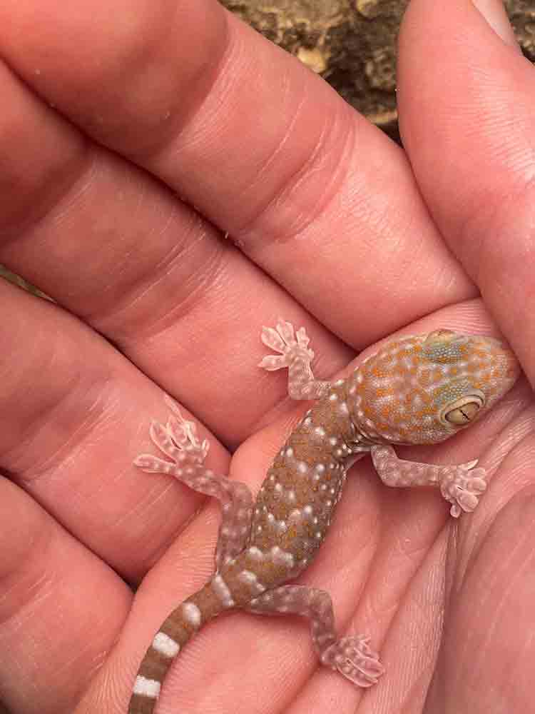T+ tokay gecko morph