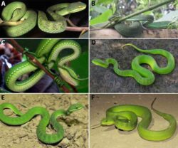 green pitviper