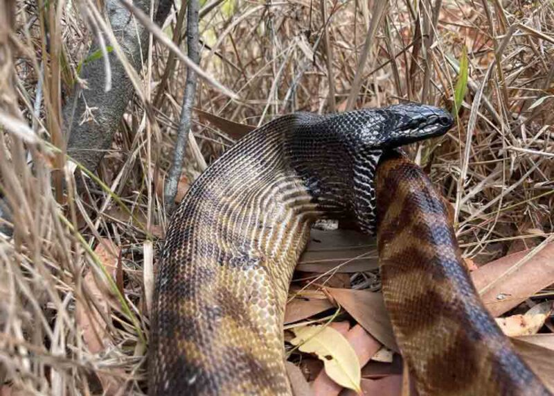 Black-headed Python Cannibalism Event Caught On Camera In Australia ...