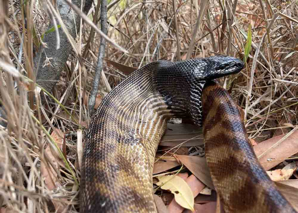 black headed python cannibalism