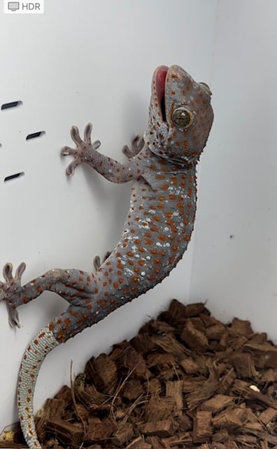 lavender paradox tokay gecko