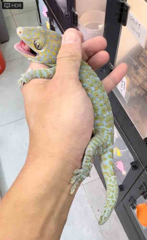 Platinum tokay gecko