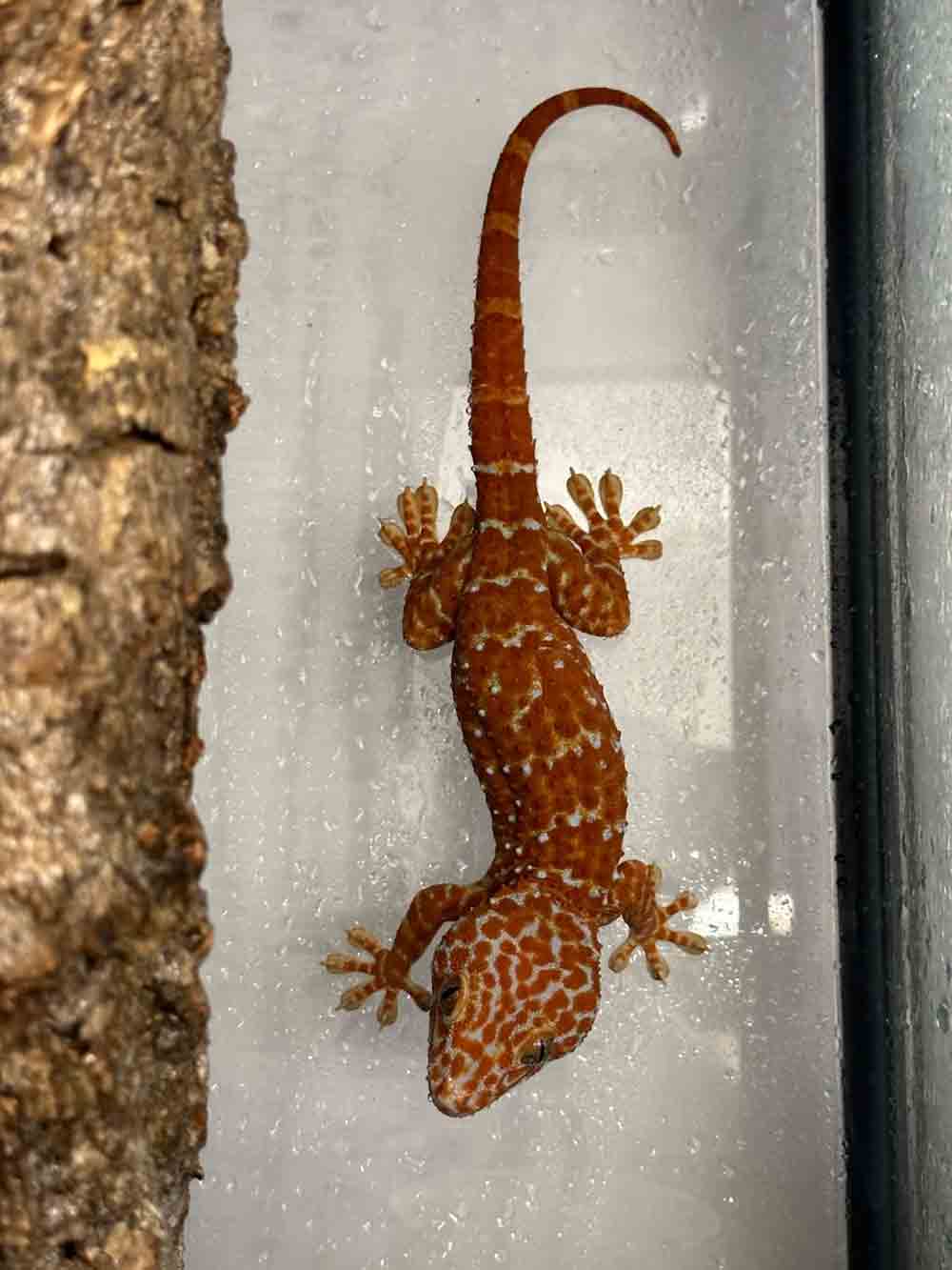 tokay gecko morph