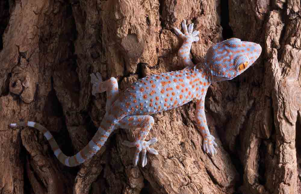 Keeping and Breeding the Tokay Gecko