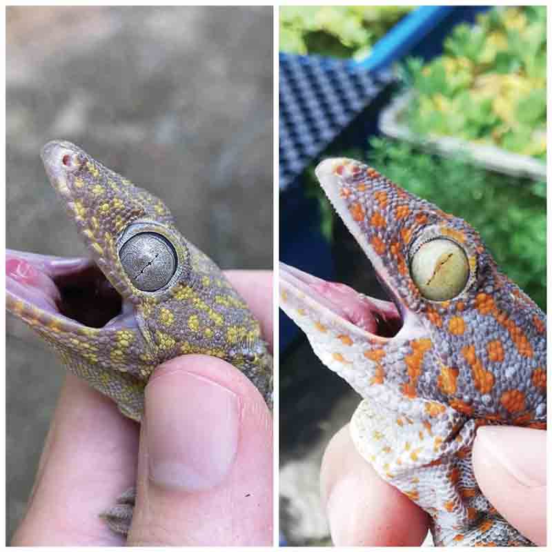 tokay gecko eye colors
