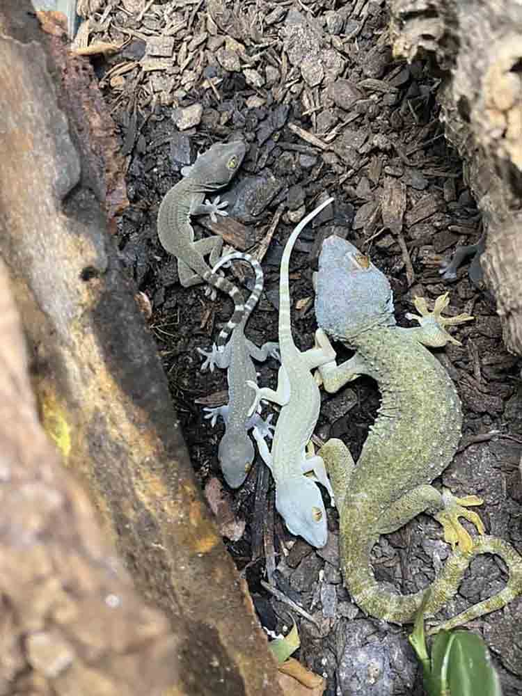 tokay gecko babies