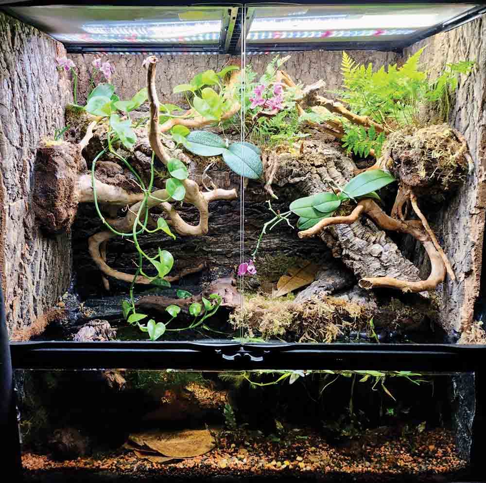 Is my new setup good? Reptisoil as the substrate, big moss ball on