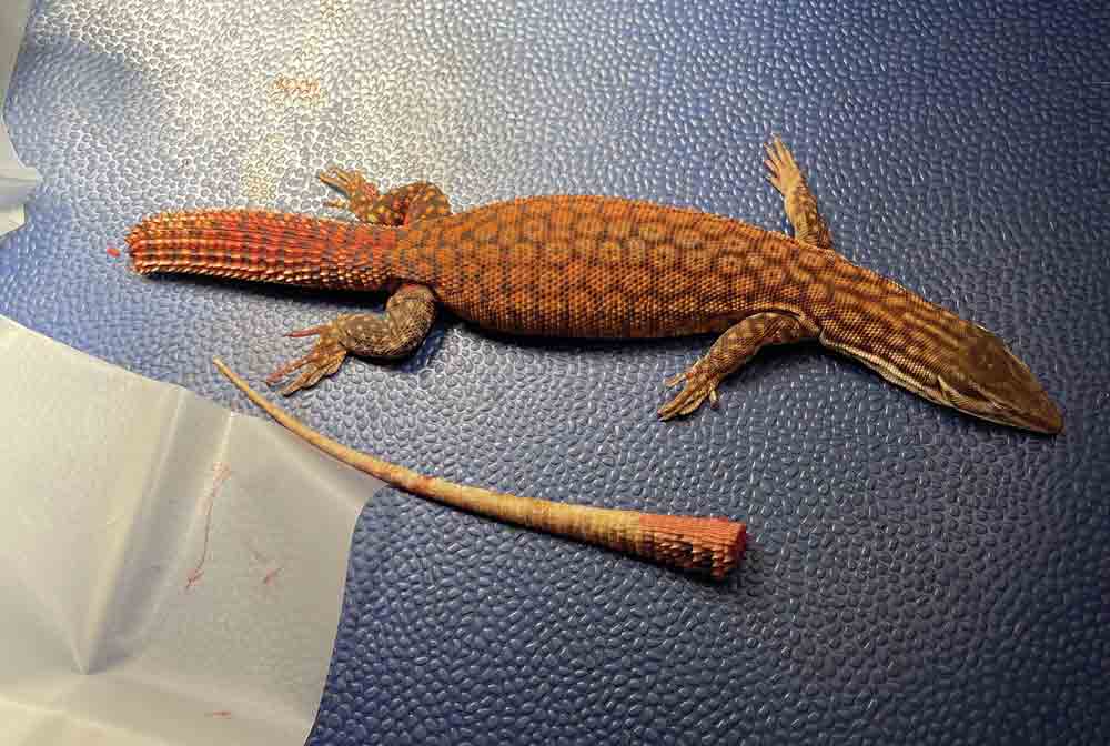 lizard tail amputation