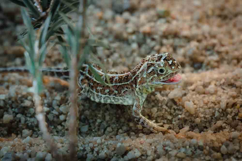 Australia’s Victorian Grassland Earless Dragon Gets More Conservation Help