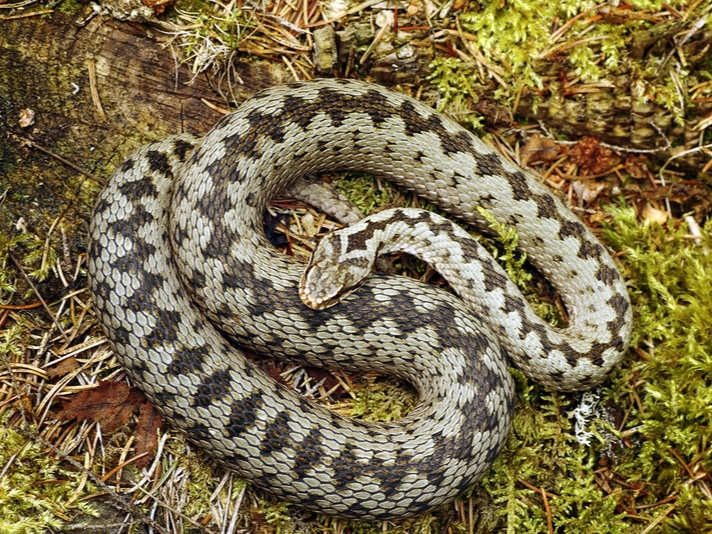 European Venomous Snake Named Germany’s Reptile of the Year