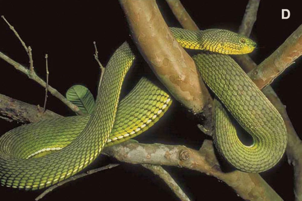 New Species of Venomous Pit Viper Discovered In Myanmar