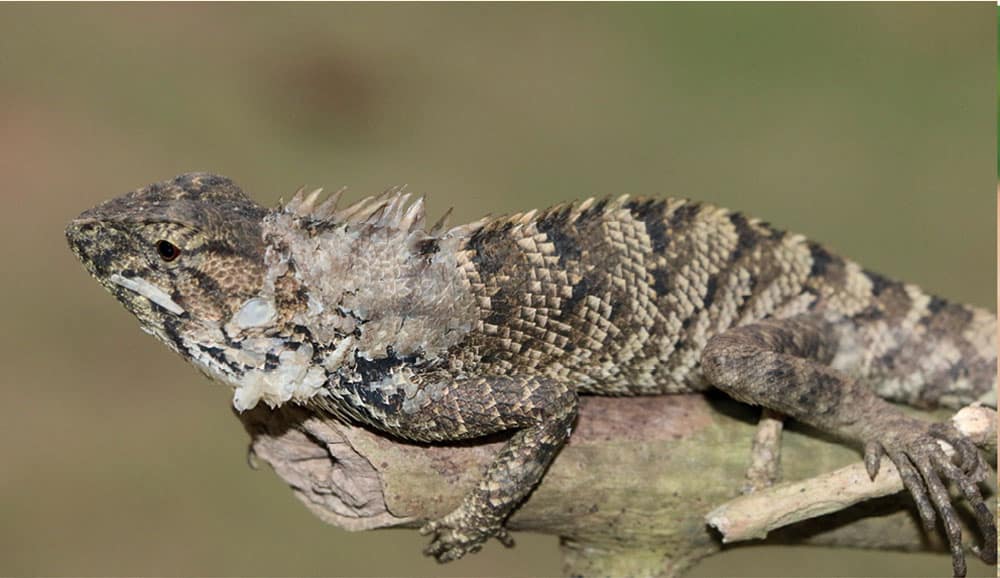 New Agamid Species Discovered in Southern China, Northern Vietnam