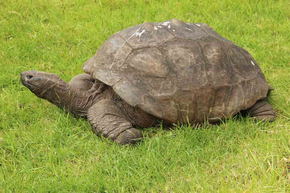 Jonathan the Tortoise, the World’s Oldest Land Animal, Celebrates 191st Birthday